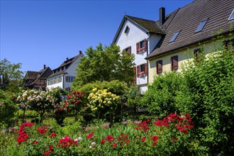 Flower gardens and houses in Mittelzell, Reichenau Island on Lake Constance, Baden-Württemberg,