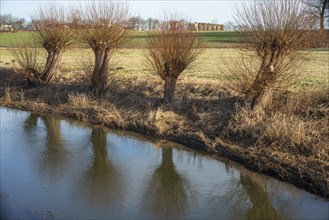 Willow trees on the edge of a water stream in Kabusa, Ystad municipality, Skåne, Sweden,