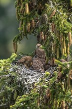 Common kestrel (Falco tinnunculus), female adult bird feeding young birds not yet ready to fly in