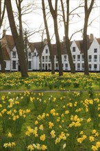 The Beguinage, Benelux, city, city trip, garden, flowers, yellow, religious, religion, West