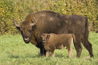 Bison, bison, group, (Bison bosanus), cow with young animal