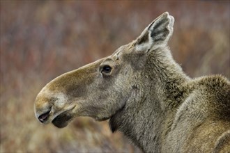 Moose, moose cow, portrait, (Alces alces), cow, Nikkaluokta, Lapland, Sweden, Europe