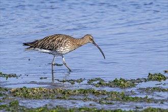 Eurasian curlew, common curlew (Numenius arquata) foraging in shallow water by probing soft mud for