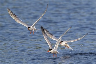 Three common terns (Sterna hirundo) in breeding plumage in flight, fishing along the North Sea