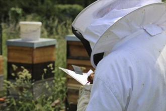 Beekeeper works on his hive