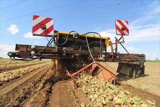 Farmer Markus Frank from Frankenthal during the agricultural onion harvest (onion harvesting)