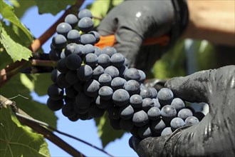 Grape grape harvest: Hand-picking Pinot Noir grapes in the Palatinate