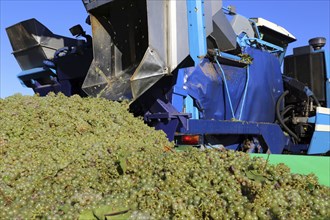 Grape grape harvest with full harvester in the district of Bad Dürkheim, Rhineland-Palatinate