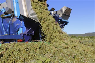 Grape grape harvest with full harvester in the district of Bad Dürkheim, Rhineland-Palatinate