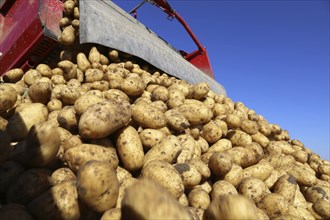 Agriculture potato harvesting with harvester (Mutterstadt, Rhineland-Palatinate)