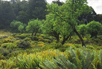 A clearing overgrown with ferns, New Zealand, Oceania