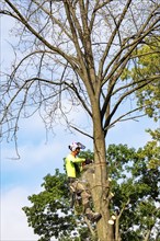 Detroit, Michigan, A worker for a tree removal service cuts down a dead tree