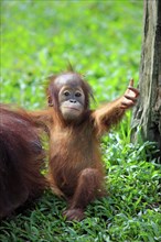 Bornean orangutan (Pongo pygmaeus), young animal, Borneo