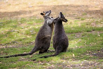 Swamp wallaby (Wallabia bicolor), pair, social behaviour, Mount Lofty, South Australia, Australia,