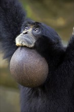 Siamang (Symphalangus syndactylus), adult calling Portrait, Southeast Asia