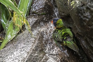 Rainbow lorikeet (Trichoglossus moluccanus), bathing, Emmen Zoo, Netherlands