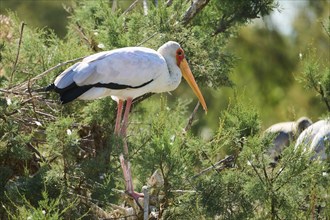 Yellow-bird Stork (Mycteria ibis), standing in the bushes, captive, distribution Africa