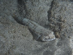 Atlantic lizardfish (Synodus saurus) at night on lava sand under water. Dive site Playa, Los