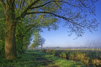 An oak, willows and other trees grow in spring along a meadow path next to a ditch, providing shade