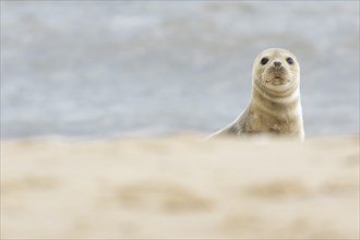 Common seal (Phoca vitulina) juvenile baby pup animal on a seaside beach, Norfolk, England, United