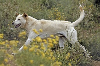 Dingo (Canis lupus dingo), Antequera, Andalusia, Spain, Captive, Europe