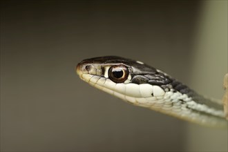 Eastern garter snake or Eastern striped garter snake (Thamnophis saurita), portrait, captive,