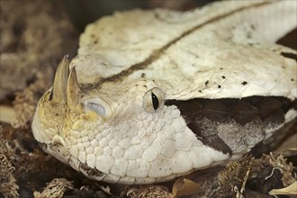 Western Gabon viper or Gabon viper (Bitis gabonica rhinoceros), captive, occurring in Africa