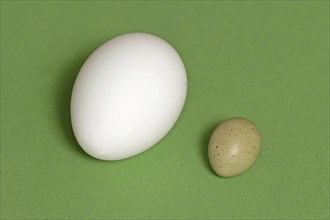 Chinese dwarf quail (Synoicus chinensis, Coturnix chinensis), egg and hen's egg, domestic chicken