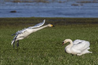 Whooper swan (Cygnus cygnus) landing and mute swan (Cygnus olor), Emsland, Lower Saxony, Germany,