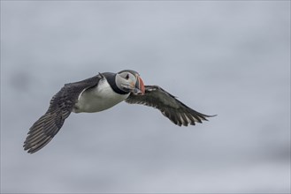 Puffin (Fratercula arctica), flying with fish in its beak, Grimsey Island, Iceland, Europe