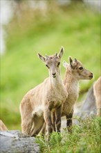 Alpine ibex (Capra ibex) youngsters standing on a meadow, wildlife Park Aurach near Kitzbuehl,