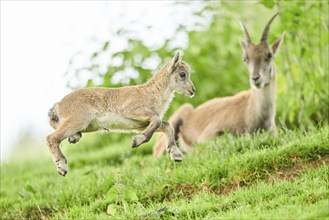 Alpine ibex (Capra ibex) youngster jumging in the air, playing, wildlife Park Aurach near