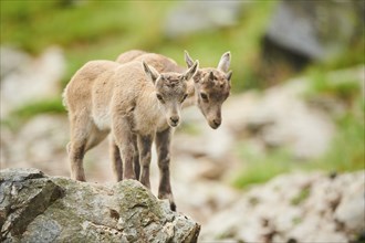 Alpine ibex (Capra ibex) youngsters, standing on a rock, wildlife Park Aurach near Kitzbuehl,