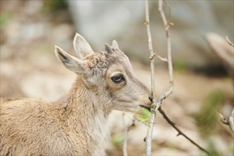 Alpine ibex (Capra ibex) youngster, portrait, wildlife Park Aurach near Kitzbuehl, Austria, Europe