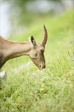 Alpine ibex (Capra ibex) female, portrait, wildlife Park Aurach near Kitzbuehl, Austria, Europe