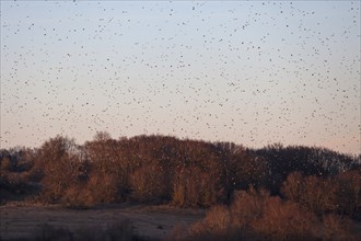 Bramblings fly around in huge flocks. At the former military training area in Münsingen