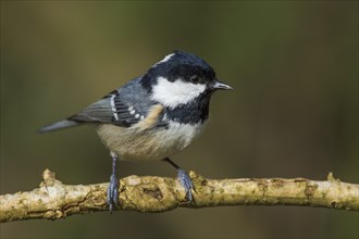 Fir tit (Periparus ater) on a thin branch, Baden-Württemberg, Germany, Europe