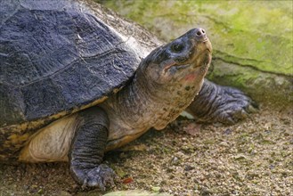 Arrau's rail turtle (Podocnemis expansa), captive, found in South America on the Amazon and Orinoco