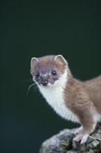 European stoat (Mustela erminea) adult animal portrait, United Kingdom, Europe