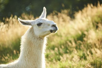 Llama (Lama glama) on a meadow, portrait, Tirol, Kitzbühel, Wildpark Aurach, Austria, Europe