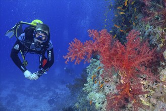 Diver looking at Klunzinger's tree coral (Dendronephthya klunzingeri) and shoal, group of sea