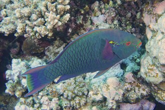 Dark parrotfish (Scarus niger), House Reef dive site, Mangrove Bay, El Quesir, Red Sea, Egypt,