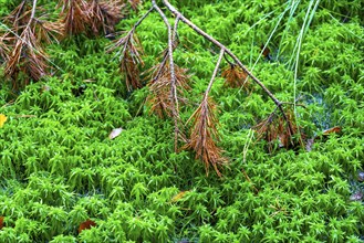 The Pietzmoor, raised bog in the Lüneburg Heath nature reserve, peat-forming sponges, peat mosses,