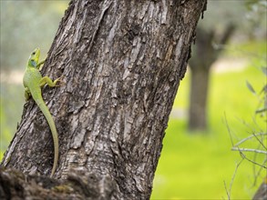 Balkan green lizard (Lacerta trilineata), lizard, lizard, reptile, (Lacerta bilineata), Lesbos,