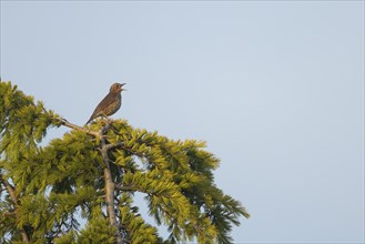 Song thrush (Turdus philomelos) adult male bird singing from a tree in spring, Suffolk, England,