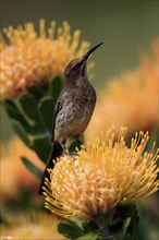 Cape Honeybird (Promerops cafer), adult, female, on flower, Protea, vigilant, Kirstenbosch Botanic