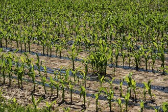 A maize field, with young plants, is fertilised with liquid manure, near Geldern, North