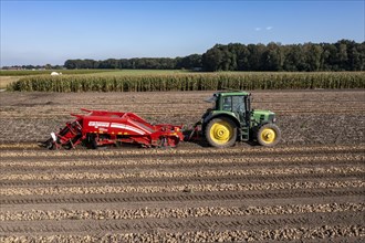 Potato harvest, so-called split harvesting method, first the tubers are taken out of the ground