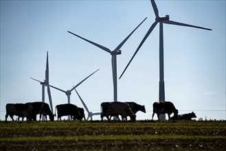 Cows on a pasture, wind farm near Bad Wünneberg, East Westphalia Lippe, North Rhine-Westphalia,