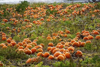 Pumpkins, shortly in front of harvest in a field North Rhine-Westphalia, Germany, Europe